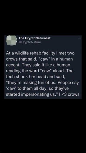 these crows learned to imitate humans | Subscribe for more #motivation 😊👍