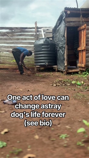 Stay for 10 secs and make a huge difference via helping my shelter dogs