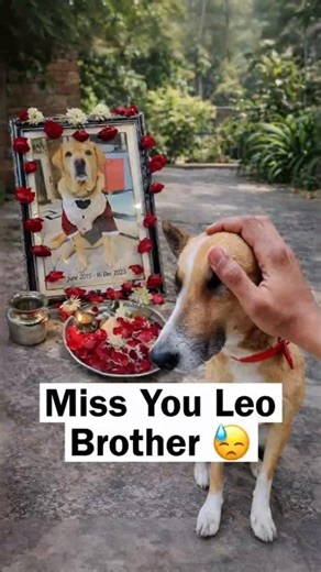 Pluto Missing Leo 😰