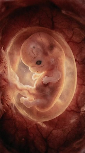 The different stages of human development. The fetal stage of human development begins around 8 weeks after fertilization — when the embryo has developed its basic form — and lasts until birth. It’s a transformation unlike any other: from a 1-inch-long, bean-shaped body to a fully formed newborn, 20 inches (50 cm) long and weighing around 7.5 pounds (3.4 kg). By the end of the first trimester, most major organs are in place. The heart has been beating since about week 6, but now it’s pumping blo