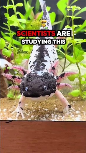 The Axolotl’s Secret Will Blow Your Mind! 😱🩷