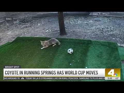 Coyote plays with soccer ball in Running Springs backyard