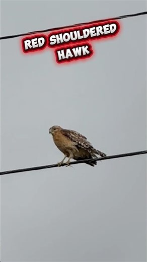 Red Shouldered Hawk Creature Report! #birdingparadise #birds #birdwatching #wildlife #nature