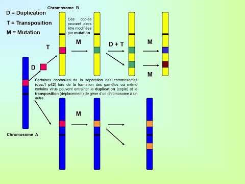 Complexification du génome