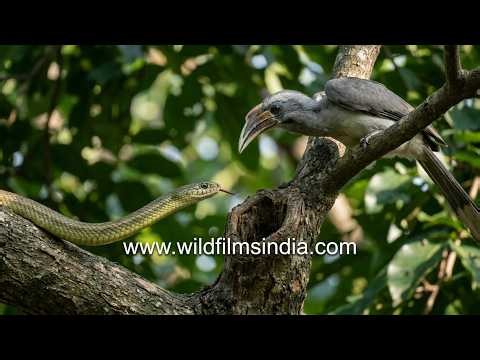Dhaman Rat snake makes foray into upper branches of tree to eat bird chicks, Hornbill looks alarmed