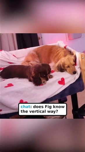"Does Fig know the vertical way?" 🧍‍♀️