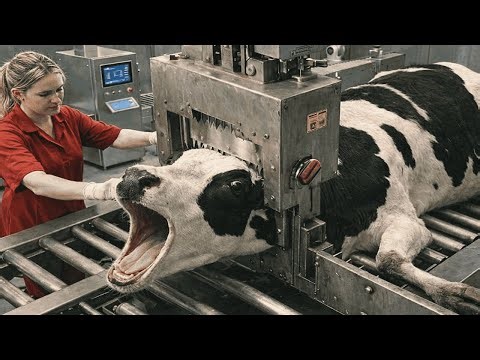 Inside the Cow Slaughterhouse: Full Process Exposed