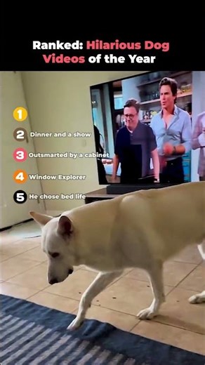 Ranked- Hilarious Dog Videos of the Year