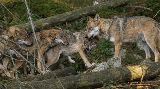 Hidden camera reveals a wolf pack interacting up close in the wild