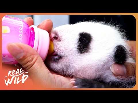 Inside The Most Successful Panda Nursery on Earth