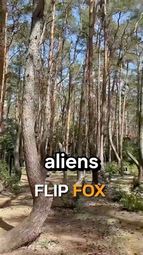 The Alien Forest? The Mystery of the Crooked Trees 👽🌲