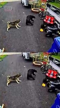 Brave Husky Rescues Child From Charging Bear #shorts