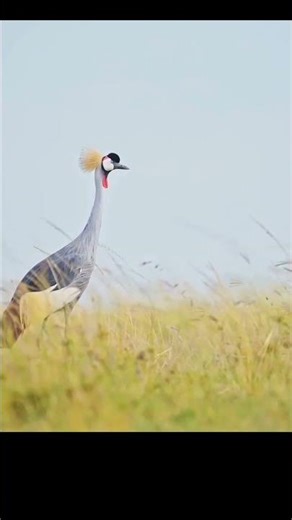 african crowned crane @timelesstalesanim #crane #crown #animalshorts #animals #animallife