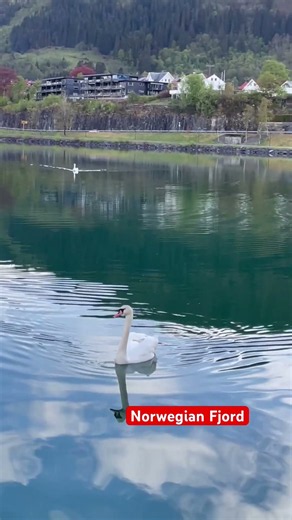This is how Beautiful Norwegian fjord look like great sceneries, swans and many animals -Arna Bergen
