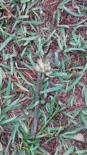 This Tiny Forest Tuft Was Always Alive 🤯 | Hidden Biosphere 108