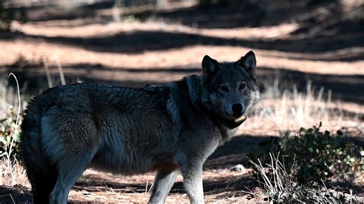Northern California ranchers report mounting losses as wolf attacks on livestock rise