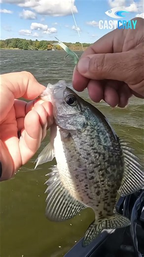 Crappie Are ON FIRE! Slab Dogs on the Bite #shorts