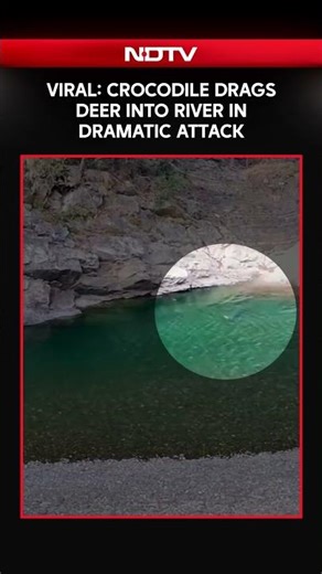 Viral Video: Crocodile Drags Deer Into River In Dramatic Attack