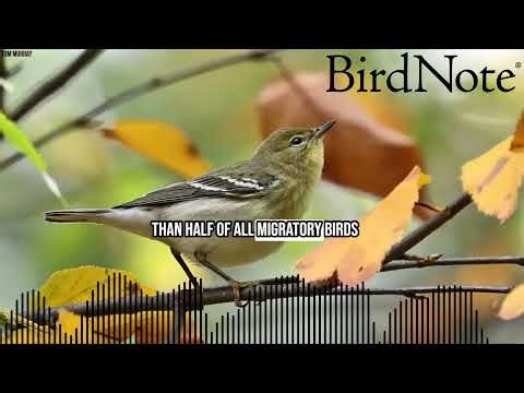 World Migratory Bird Day