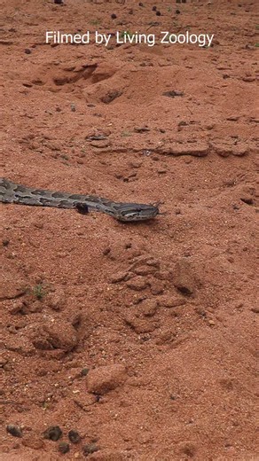 The Southern African Rock Python (Python natalensis) is an impressive species! After 15 trips to Sub-Saharan Africa and around 10 years of waiting, we finally were lucky to get some footage of it at the end of 2025! #livingzoology #snakes #snakevideo #amazingsnakes #python | Living Zoology
