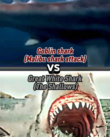 Goblin Shark (Malibu shark attack) versus the Great White shark (The Shallows)#vs #shark ￼