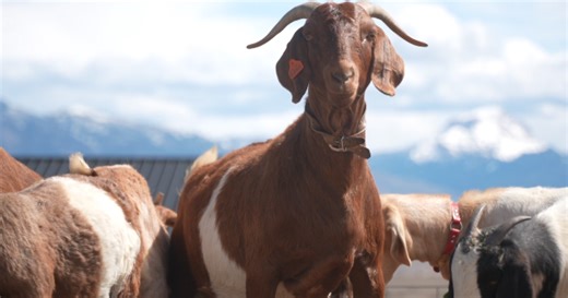 Montana goat producers see high demand and strong prices following a successful spring kidding season