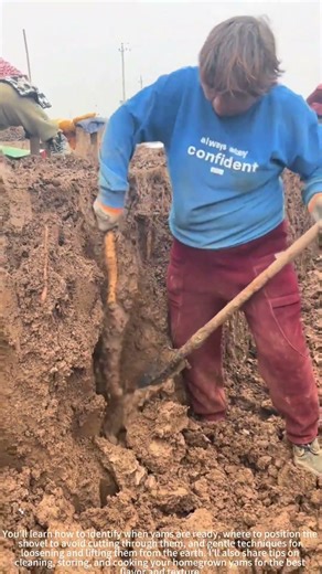 Digging yams with a shovel! ⛏️🍠