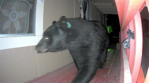 Massive Black Bear Captured on Nightly Stroll
