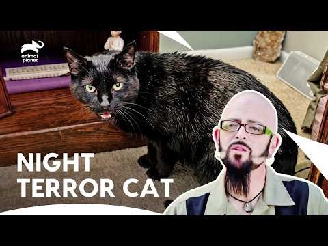 Jackson Faces These Savage Cats | My Cat From Hell S5 E10 | Animal Planet India