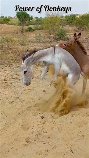 Hidden talent of this village donkey! 🌟#youtube #nature
