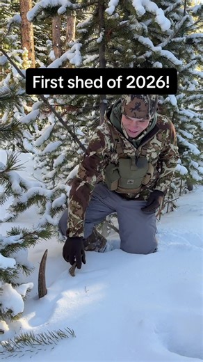 First Shed Discovery of 2026 in Moose Habitat
