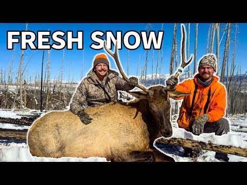 Rifle Bull Down!! (Hunting a HUGE Herd of Elk)