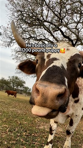 His dad lets him destroy things because it makes him happy 💜 We talked to Chris about rescuing Bo Diddley and another Longhorn from an auction, and how getting a "dent" from Bo is basically the same as getting a lick from a dog! A wonderful transformation all thanks to Austin Farm Sanctuary 💕 See how they’re helping animals of all kinds on Instagram (thedo.do/austinfarmsanctuary) and TikTok (thedo.do/Austinfarmsanctuary) 🐾 | The Dodo