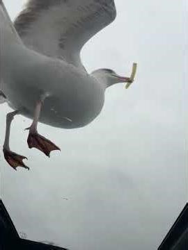 Curious seagull steals French fry from sunroof in Kawartha Lakes, Canada
