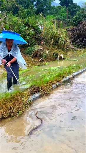 Rainy Day Fishing Hits Different! 🌧️🎣 Would You Go Fishing Here?#FishingLife #FishingAdventure