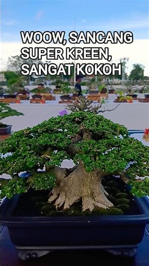 WOOW, SANCANG SUPER KREEN, SANGAT KOKOH@mahkotabonsai#shorts#bonsai#viral