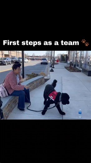 New service dog team practicing a real-life task 🐾 #servicedog #servicedogtraining