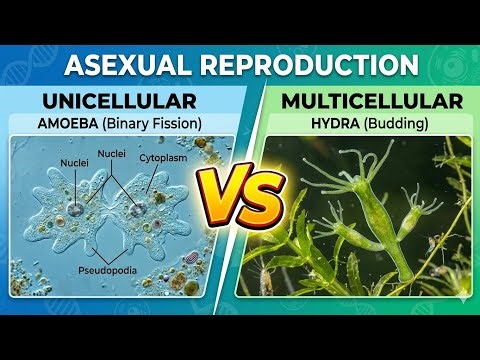 Asexual Reproduction: Unicellular vs. Multicellular Organisms Explained #asexualreproduction #viral