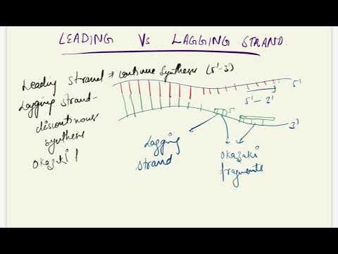 DNA Replication Explained Simply 🧬 | Class 12 Biology | Leading & Lagging Strand