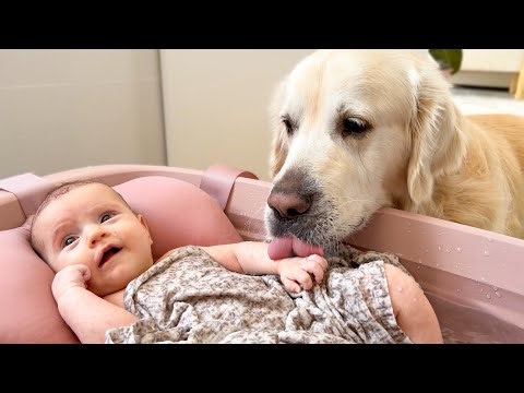 Golden Retriever Reacts to Newborn Baby Bath (Cutest Dog Reaction!)