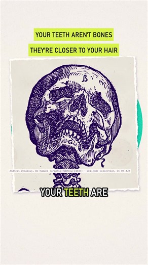 An orthodontist on why your teeth aren't bones: they're closer to your hair. Your skeleton rebuilds itself about every 10 years; your teeth never do. #teeth #orthodontist #dentist #didyouknow #science