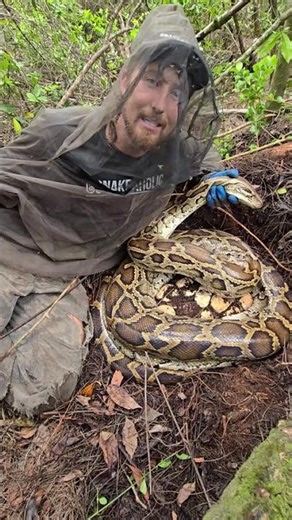 CRAZY PYTHON NEST!