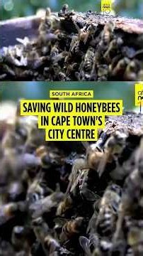 South Africa: Rescuing and relocating wild honeybees in Cape Town