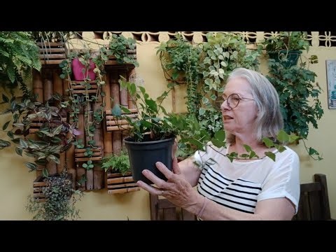 How to set up a vertical garden and beautiful plants for partial shade.