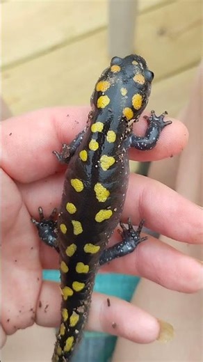 What is this spotted lizard?? 😳🦎