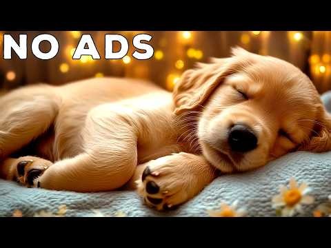강아지를 위한 12시간 진정 음악 🎶 편안한 환경에서 스트레스 없이 숙면을 유도하는 힐링 멜로디#4