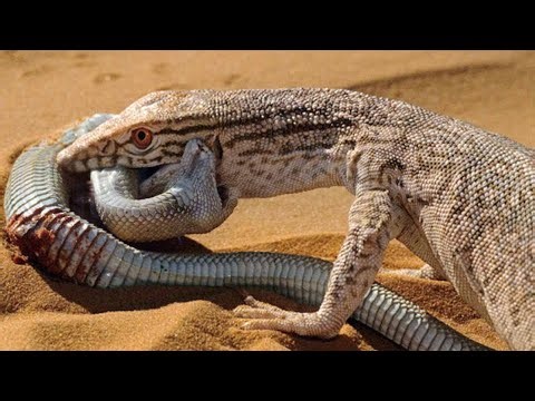 The Gray Monitor Lizard: The Cold-Blooded Killer of the Wild | Animal Fights