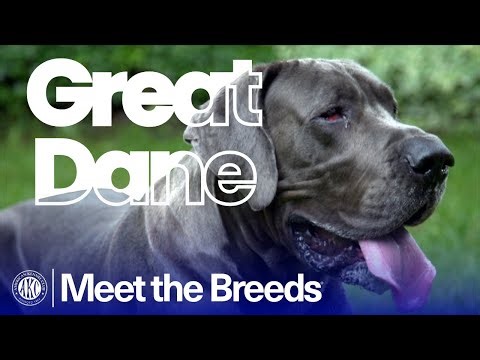 Why the Great Dane Is Known as the Ultimate Gentle Giant | AKC Meet the Breeds