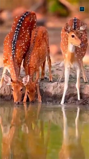 How Do Deer Protect Themselves from Predators? #facts #shorts