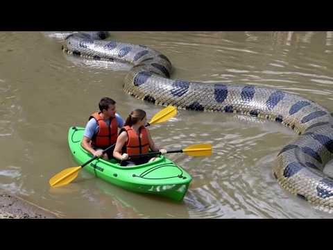 Finally! The biggest snake of all has been found! Unbelievable!